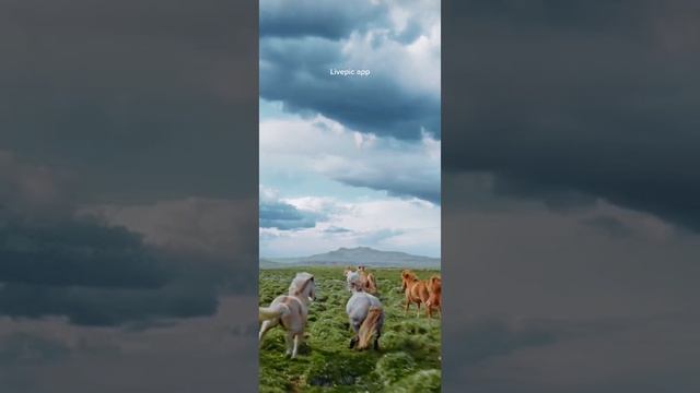 running horse wallpaper 2 смотреть онлайн