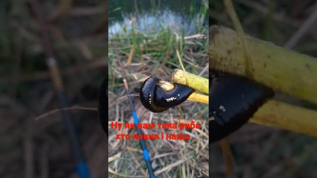 медична пявка . смотреть онлайн