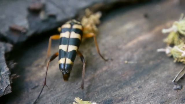 ヨツスジハナカミキリ Leptura　ochraceofasciata の産卵行動 смотреть онлайн