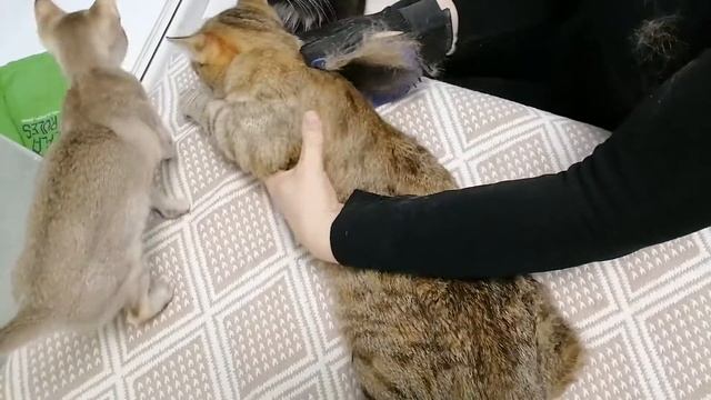 Вычёсывание и игры наших кошек / Combing and playing with our cats смотреть онлайн