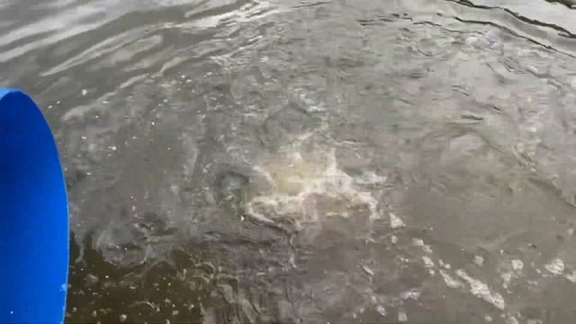 Запускаем карпа в водоем смотреть онлайн