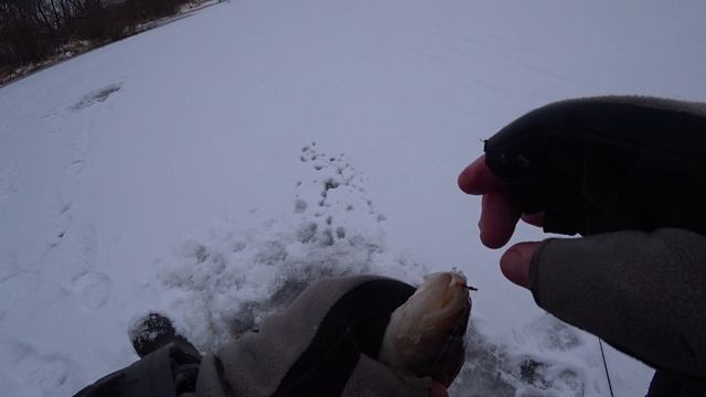 ПОКЛЁВКА ХОРОШЕГО ОКУНЯ. смотреть онлайн