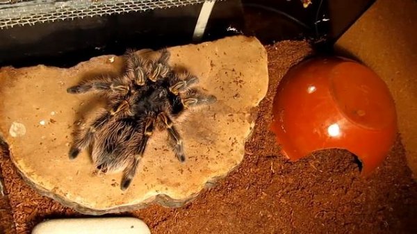 Grammostola Pulchripes - Attacks!