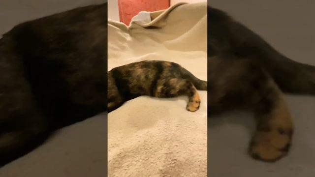 В добрые руки смотреть онлайн
