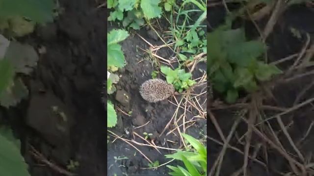 Первый день ёжика у нас дома смотреть онлайн