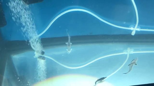 Минус два осетра смотреть онлайн
