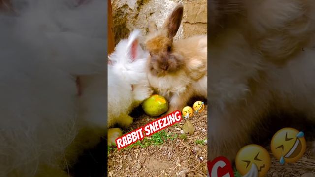 Rabbit Sneezing while eating Mangoes #cottonballcrew #rabbit #cute #trending #funny #shorts смотреть онлайн