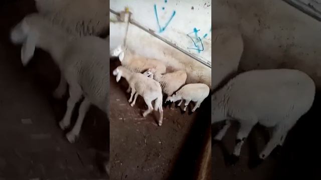 كباش العيد كاين خروفات و خرفان فيهم لكبارا يجوزوا للعيد 7 8 شهور و كيان صغار تع смотреть онлайн
