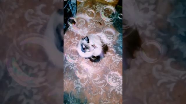 проста милая музыка и проста кошечка смотреть онлайн