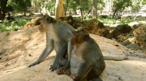OMG Gays!! What's Monkey doing ? They are boy so how they do like this.Deep love