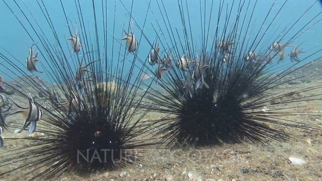 Banggai Cardinalfish, Pterapogon Kauderni, Shelter Next To Black Longspine Urchins, Diadema Setosum смотреть онлайн