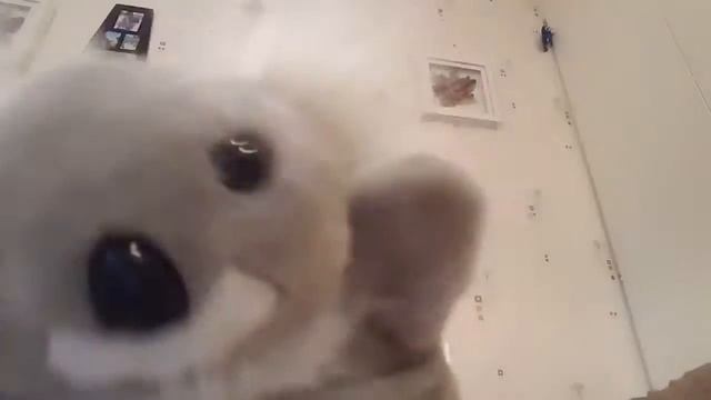 Koala can open PART 1 смотреть онлайн