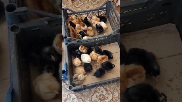 Инкубация последний день. #цыплята #вашаферма #инкубация #инкубацияяиц #инкубатор #нормалуппер