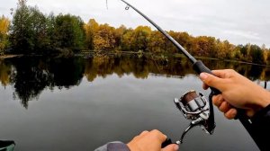 Обзор съедобной резины Keitech Sexy Impact