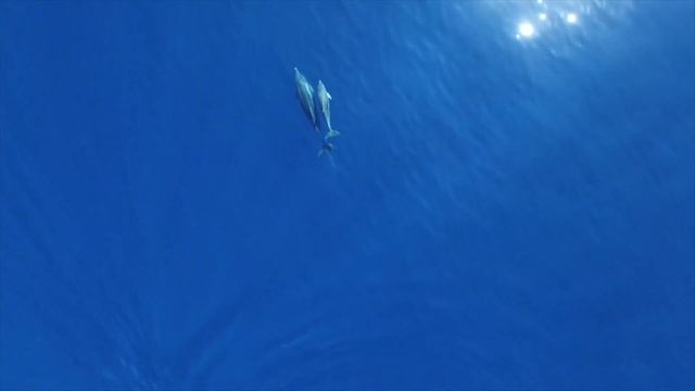 Dolphins Chirping смотреть онлайн