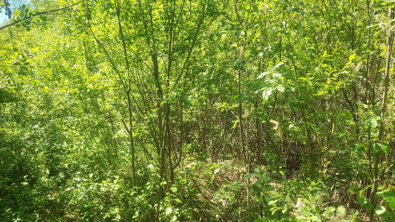 516. Участок 16 сот. снт Вереск, последняя линяя, г. Электрогорск #участок #купитьучасток #недвижимо смотреть онлайн