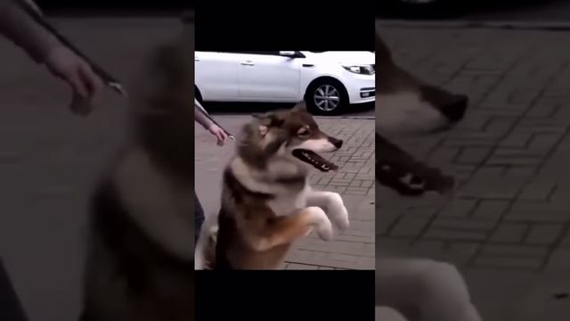 #shorts #хасячьяжизнь #хаскивидео #хаски #друг #добрый #видеоприколы 🐺🤗❤️#домашниеживотные # смотреть онлайн