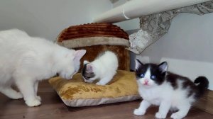 Мама-кошка пришла посмотреть, чем занимаются ее котята.