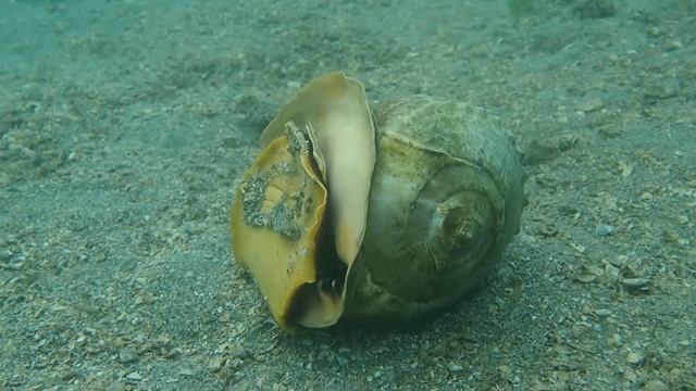 Cassis Madagascariensis PC250271