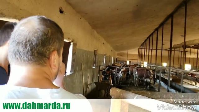 Откорм КРС в Карабулаке, Шымкент, Казахстан. Хозяйство Нурзада смотреть онлайн