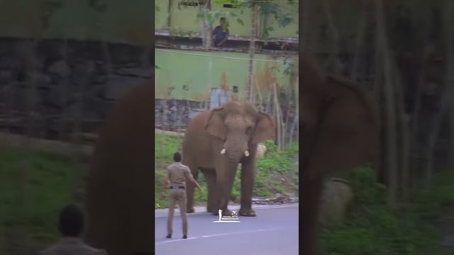 Elephant Crossing My Home Town ❤️❤️😍 #elephant #elephants #wildlife #elephantlove #elephantlover #e