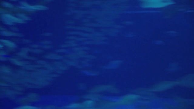 Demon manta ray смотреть онлайн