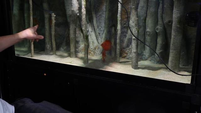 I ADDED THE DISCUS!! смотреть онлайн