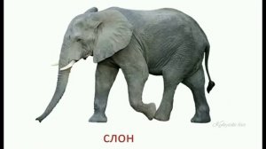 Карточки Домана Звуки Дикие животные