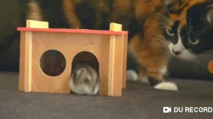 Sliwkishow УМЕР ХОМЯК СТЕПА