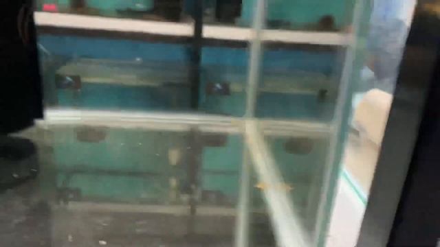 ANCISTRUS SP. RIO PARAGUAY