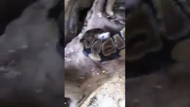 Vivirá cazando смотреть онлайн