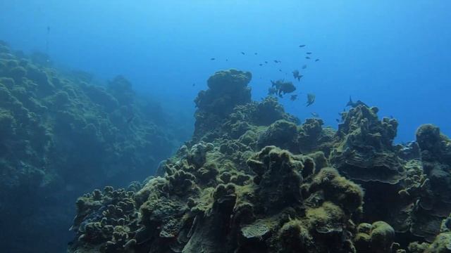 Macabuca Highlights, Grand Cayman w/ Jaki - 2/12/2023 смотреть онлайн