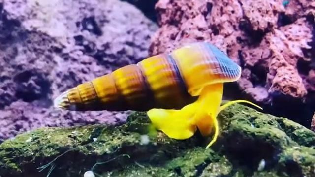 Rabbit Snail смотреть онлайн
