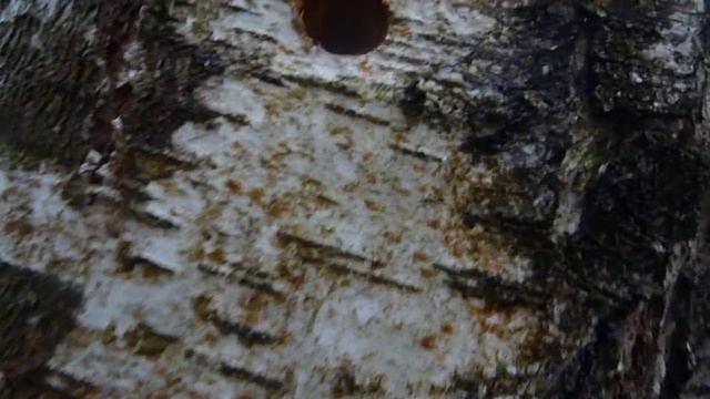 Березовый сок капающий в бутылку / Birch sap dropped in the bottle смотреть онлайн