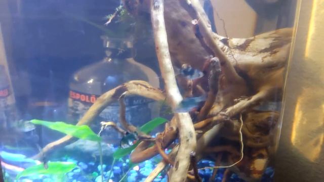 Freshwater Green Tiger Barb Aquarium смотреть онлайн