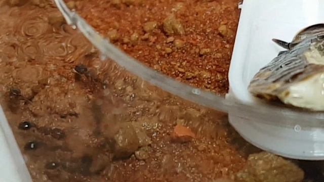 The Manica Rubida Challenge #ants смотреть онлайн