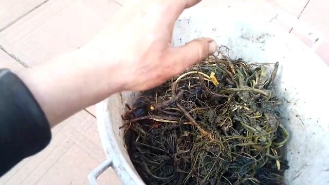 Используем сидераты эффективно. БАРМАТУХА лечит любые растения и повышает яйценоскость №491/24 смотреть онлайн