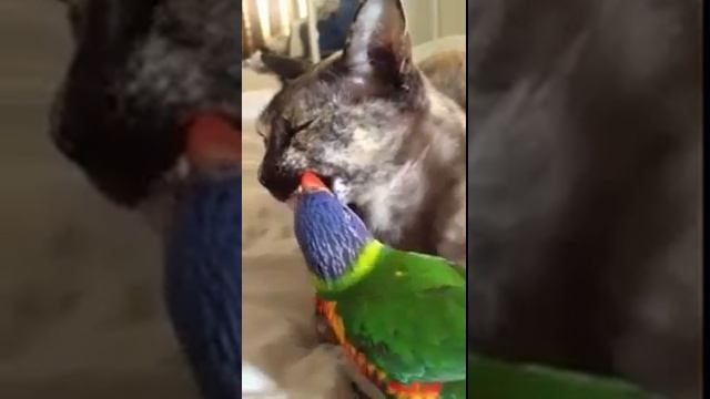 Попугай чистит коту зубы смотреть онлайн