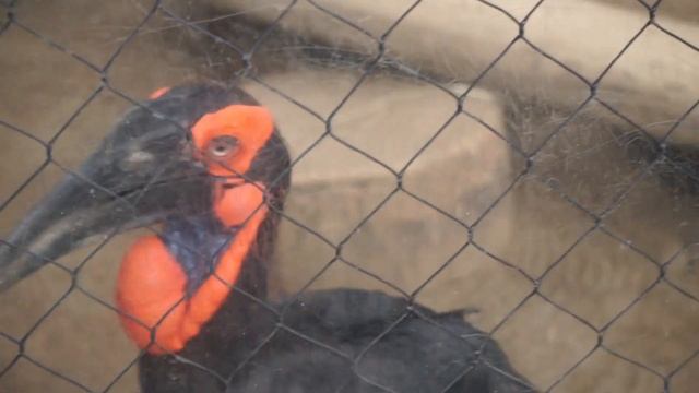 Urban Jungle | San Diego Zoo смотреть онлайн