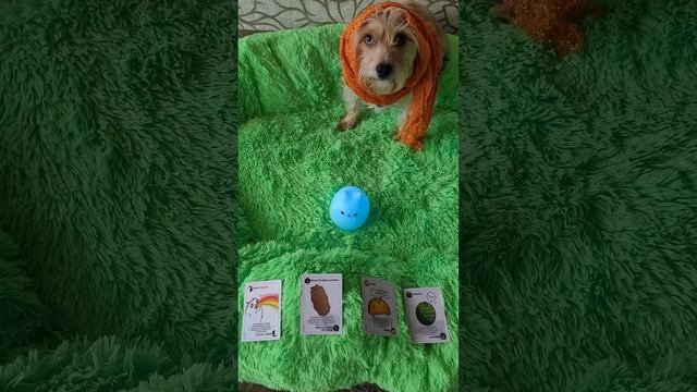 будущее #английский #английскийязык #английскийдляначинающих #животные #смех смотреть онлайн