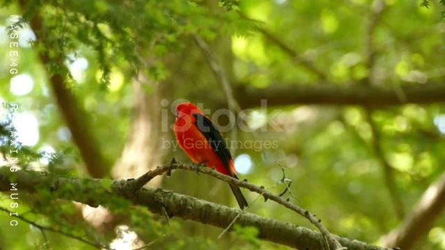 Relaxing Bird Sound - Best Nightingale Song, Birds Singing for Sleep, Relaxation смотреть онлайн