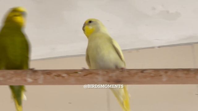 Olive the alpha male budgie got excited with three female budgies .Cilantro , Precious and Buttercu смотреть онлайн