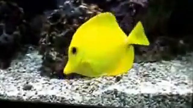 Zebrasoma flavescens смотреть онлайн