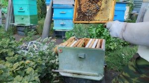 Облетник стал семью 🐝 Пчеловодства Башкирия.