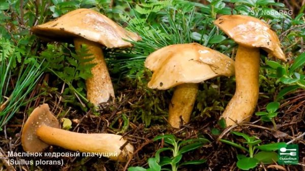 ГРИБЫ МАСЛЯТА ВСЕ ВИДЫ