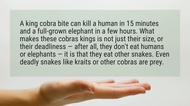 Can a king cobra kill an elephant? смотреть онлайн