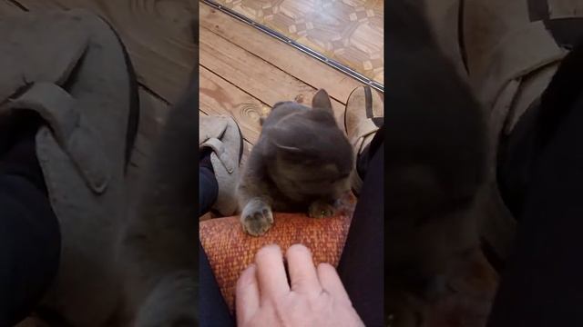 Злая кошка смотреть онлайн