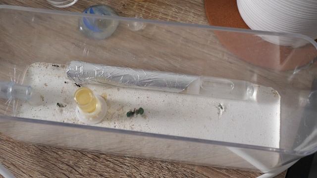 J'ai déménagé mes CAMPONOTUS PARIUS ! смотреть онлайн
