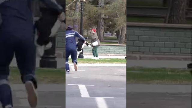 Спокойной Чарли спокойно ☝️😉✌️😂😂😂 смотреть онлайн