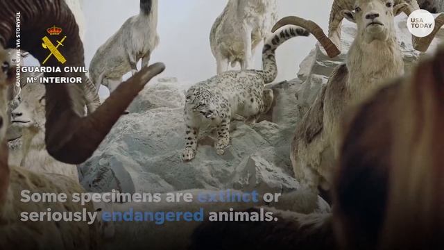 Extinct animals among seized taxidermy haul worth about $31.5 million | USA TODAY смотреть онлайн
